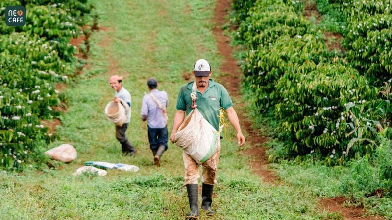 Người dân canh tác vườn cà phê Cầu Đất