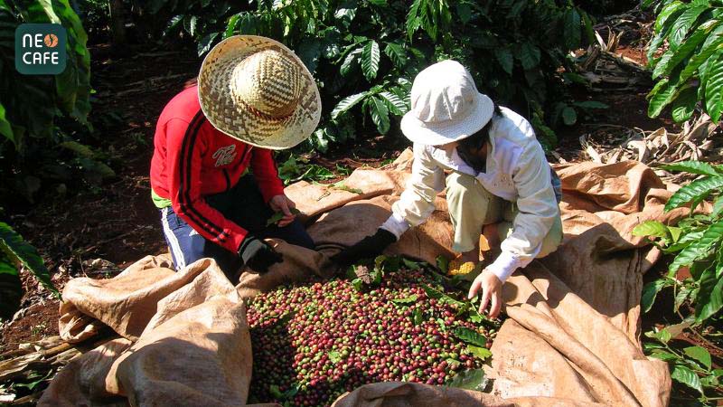 Hình ảnh người nông dân thu hoạch hạt cà phê