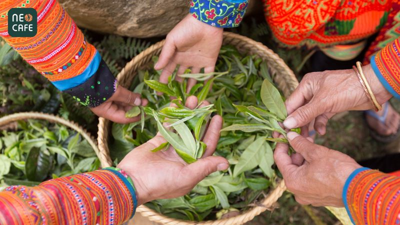 Đặc điểm đặc biệt của trà Shan Tuyết 