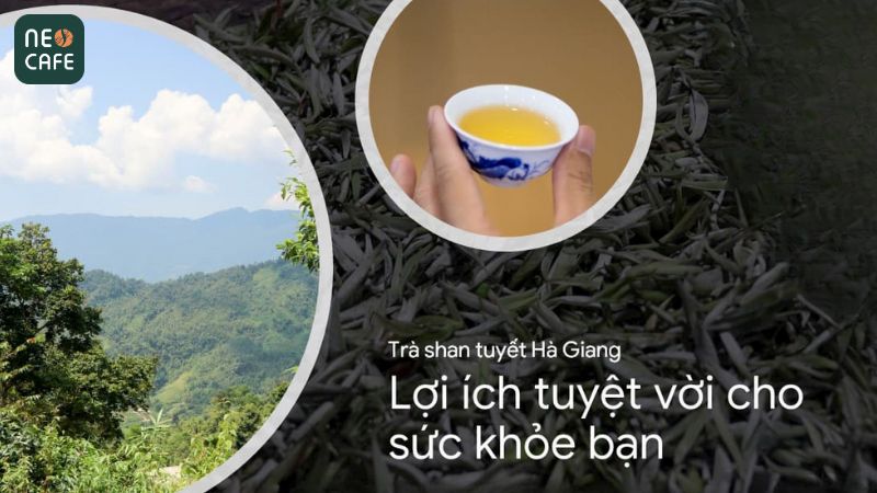 Lợi ích sức khỏe của trà Shan