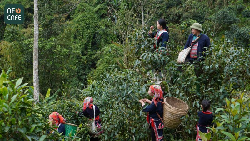 Quy trình sản xuất trà Shan Tuyết